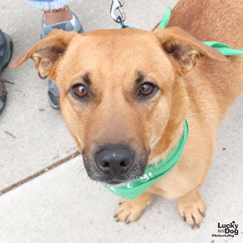 Facundo, an adoptable Labrador Retriever in Washington, DC