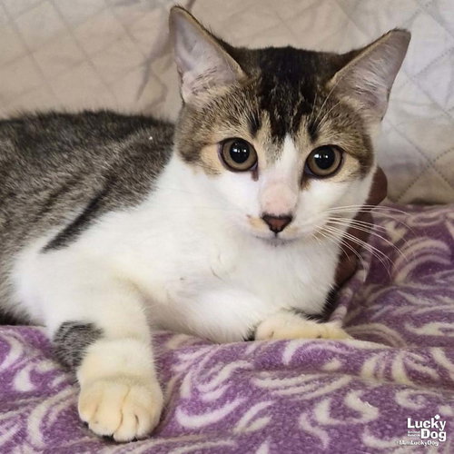 Bela, an adoptable Domestic Short Hair in Washington, DC