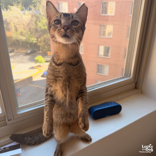 Orrie, Baby Domestic Short Hair / Mixed (short coat), cat for adoption in Manassas, Virginia