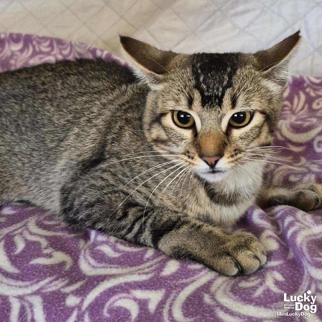 Ricky Image