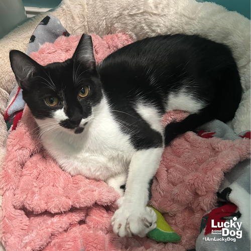 Thor, an adoptable Domestic Short Hair in Washington, DC