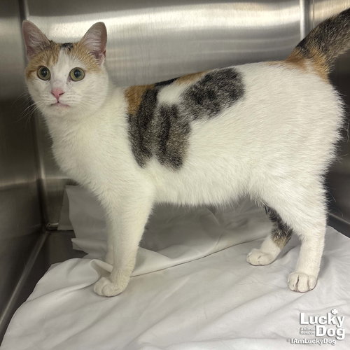 Chatty Cat, an adoptable Domestic Short Hair in Washington, DC