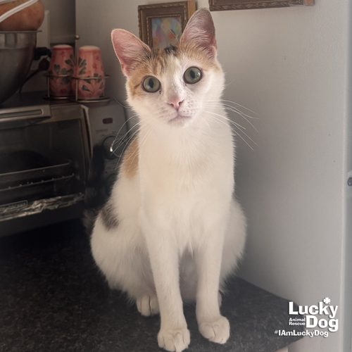 Chatty Cat, Adult Domestic Short Hair / Mixed (short coat), cat for adoption in Bowie, Maryland