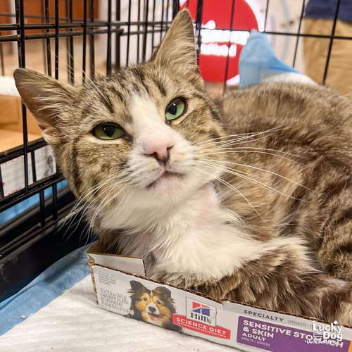 Muffin Man, Adult Domestic Short Hair / Mixed (short coat), cat for adoption in Manassas, Virginia