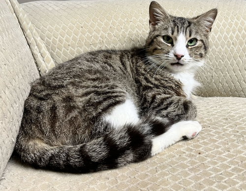 Muffin Man, Adult Domestic Short Hair / Mixed (short coat), cat for adoption in Bowie, Maryland