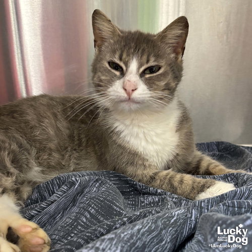 Tommy Girl, an adoptable Domestic Short Hair in Washington, DC