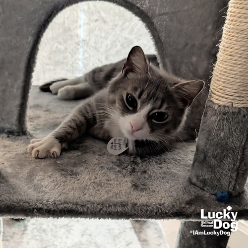 Tommy Girl, Adult Domestic Short Hair / Mixed (short coat), cat for adoption in Bowie, Maryland
