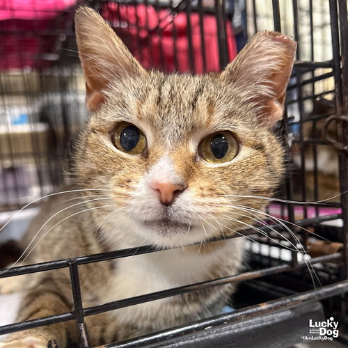 Rosemarie, Adult Domestic Short Hair / Mixed (short coat), cat for adoption in Manassas, Virginia