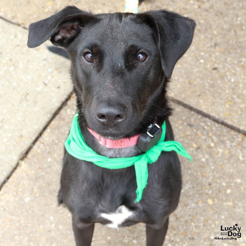 Parker, a dog for adoption from Lucky Dog Animal Rescue