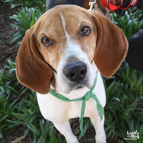 Lady Bird, an adoptable Treeing Walker Coonhound in Washington, DC