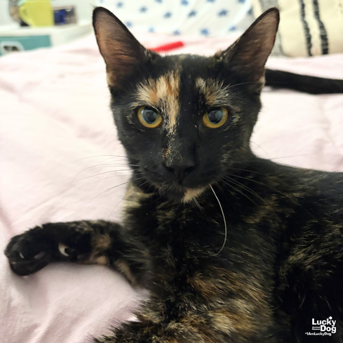 Maleficent, Adult Domestic Short Hair / Mixed (short coat), cat for adoption in Manassas, Virginia