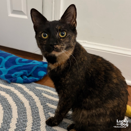 Francesca, Adult Domestic Short Hair / Mixed (short coat), cat for adoption in Manassas, Virginia