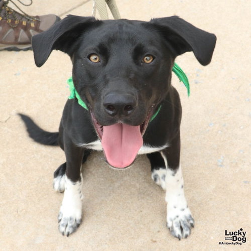 Freddy, a dog for adoption from Lucky Dog Animal Rescue
