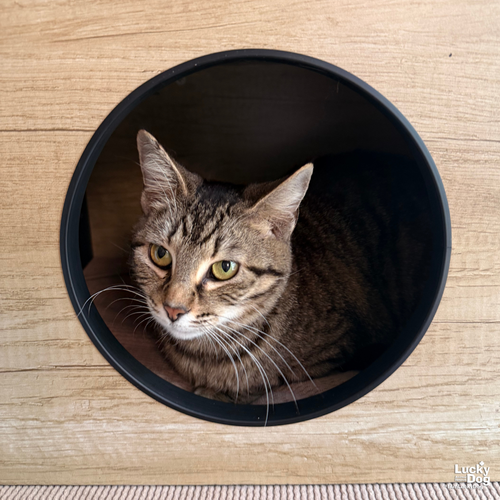 Edamame, Adult Domestic Short Hair / Mixed (short coat), cat for adoption in Manassas, Virginia