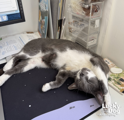 Gray, Adult Domestic Short Hair / Mixed (short coat), cat for adoption in Bowie, Maryland