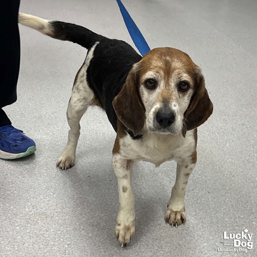 Kyle, an adoptable Beagle in Washington, DC