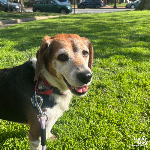 Kyle, an adoptable Beagle in Washington, DC