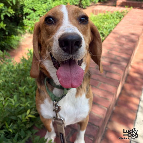 Kevin, an adoptable Beagle in Washington, DC
