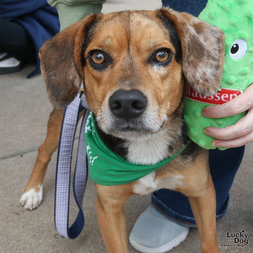 Pickles, an adoptable Beagle in Washington, DC