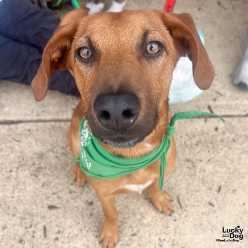 Red, an adoptable Australian Shepherd in Washington, DC