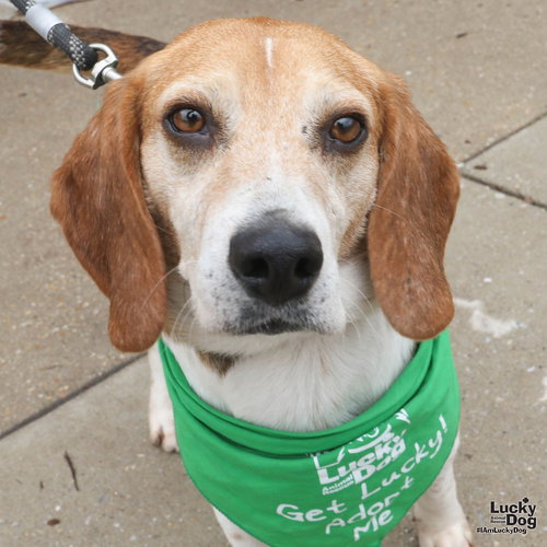 Kermit, an adoptable Beagle in Washington, DC