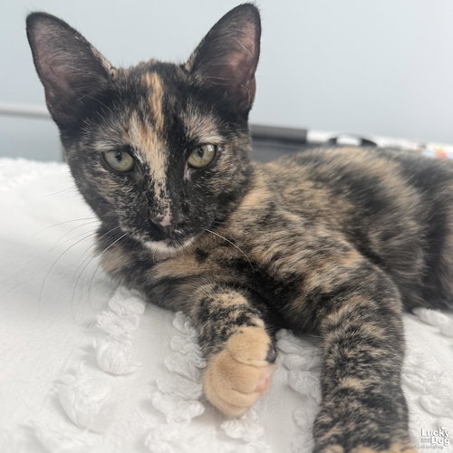 Lucila, Baby Domestic Short Hair / Mixed (short coat), cat for adoption in Manassas, Virginia