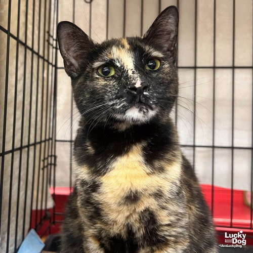 Lucila, Young Domestic Short Hair / Mixed (short coat), cat for adoption in Annapolis, Maryland