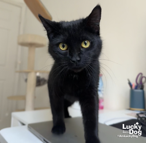Wanda, Adult Domestic Short Hair / Mixed (short coat), cat for adoption in Manassas, Virginia