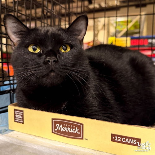 Wanda, a cat for adoption from Lucky Dog Animal Rescue