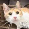 Luci Image