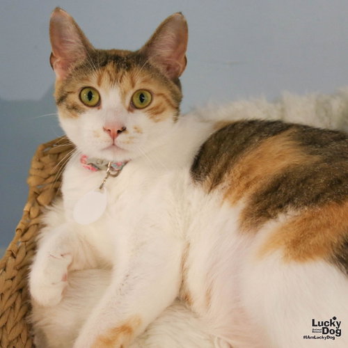 Photo 4 of Luci