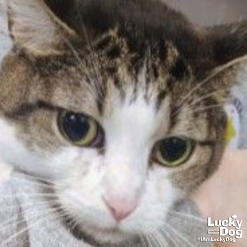 Spike, an adoptable Domestic Short Hair in Washington, DC