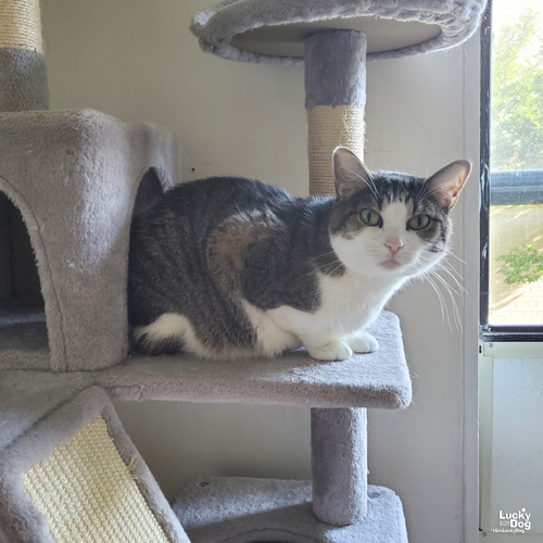 Spike, Adult Domestic Short Hair / Mixed (short coat), cat for adoption in Bowie, Maryland
