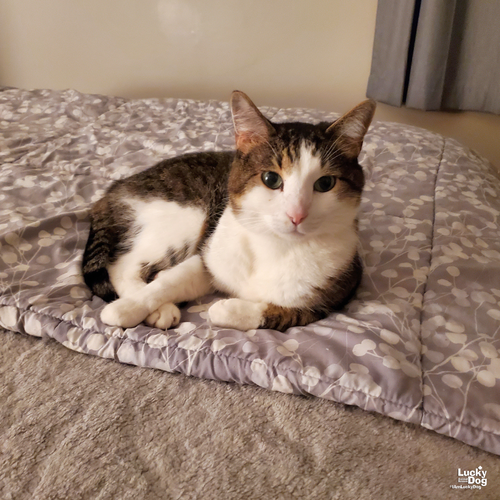 Gizmo, Adult Domestic Short Hair / Mixed (short coat), cat for adoption in Bowie, Maryland