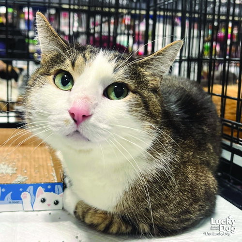 Gizmo, a cat for adoption from Lucky Dog Animal Rescue