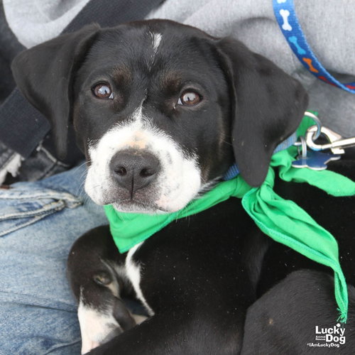 Aspen, an adoptable Shepherd in Washington, DC