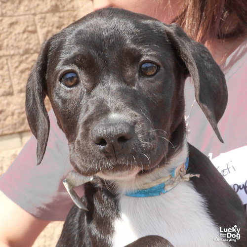 Ava, an adoptable Shepherd in Washington, DC