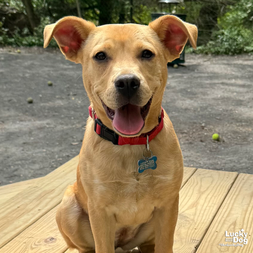 Maggie, an adoptable Labrador Retriever in Washington, DC