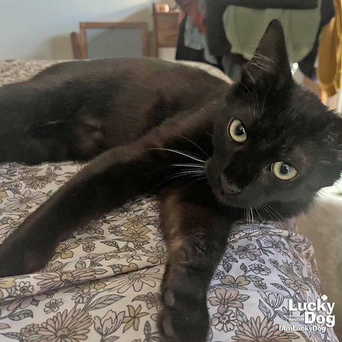 Ely, Young Domestic Short Hair / Mixed (short coat), cat for adoption in Manassas, Virginia