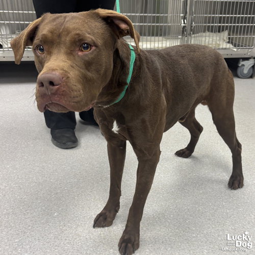 ROOSTER - Labrador Retriever available for adoption