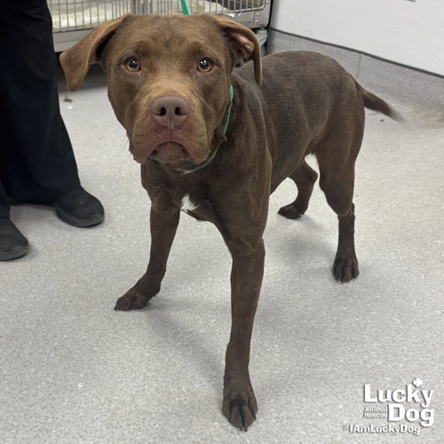 ROOSTER - Labrador Retriever available for adoption