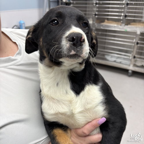 GREENS - Labrador Retriever / Shepherd available for adoption