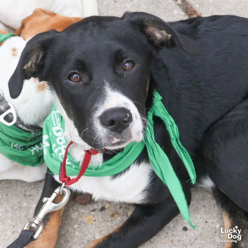 Greens, an adoptable Labrador Retriever in Washington, DC