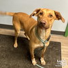 Dobby - Photo 1