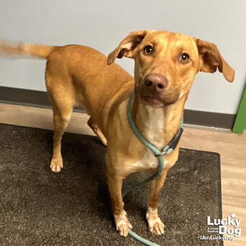 DOBBY - Shepherd / Labrador Retriever available for adoption