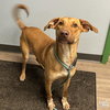 Dobby - Photo 2