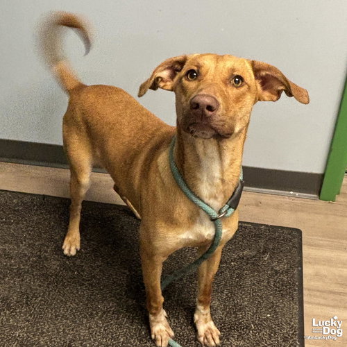 DOBBY - Shepherd / Labrador Retriever available for adoption