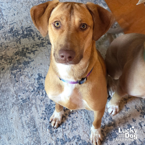 DOBBY - Shepherd / Labrador Retriever for adoption in Washington
