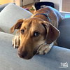 Dobby - Photo 3