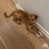 Dobby - Photo 4